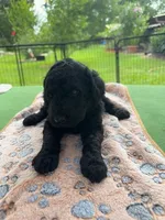 Pink, a female Goldendoodle for sale in Houston, TX – 3 of 3