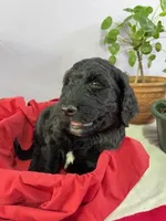 Spinner-Bait, a male Goldendoodle for sale in Houston, TX – 3 of 7