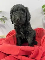 Stanley, a male Goldendoodle for sale in Houston, TX – 2 of 7
