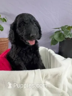 Tatter-Tot – Goldendoodle, Poodle - Standard  puppy for sale in Houston, TX