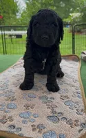 Blue, a male Goldendoodle for sale in Houston, TX – 3 of 3