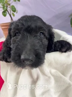 Pumpkin - Ready for Delivery or Pick-up – Goldendoodle, Poodle - Standard  puppy for sale in The Woodlands, TX