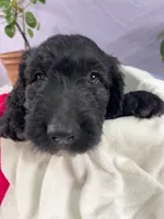 Pumpkin, a male Goldendoodle and Poodle - Standard  for sale in Houston, TX – 2 of 8