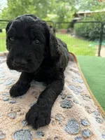 Red, a male Goldendoodle for sale in Houston, TX – 3 of 3
