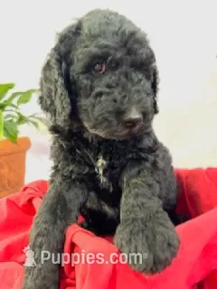 Tank - Ready for Delivery or Pick-up – Goldendoodle, Poodle - Standard  puppy for sale in The Woodlands, TX