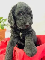 Tank , a male Goldendoodle and Poodle - Standard  for sale in Houston, TX – 4 of 7