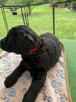 Red, a male Goldendoodle for sale in Houston, TX – 2 of 3