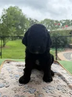 Dark Green, a male Goldendoodle for sale in Houston, TX – 4 of 4