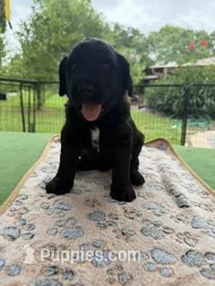 Lime Green – Goldendoodle puppy for sale in Houston, TX