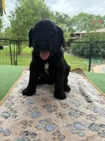 Lime Green, a male Goldendoodle for sale in Houston, TX – 1 of 4