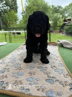 Blue – Goldendoodle puppy for sale in Houston, TX