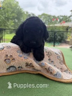 Pink – Goldendoodle puppy for sale in Houston, TX