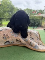 Pink, a female Goldendoodle for sale in Houston, TX – 1 of 3