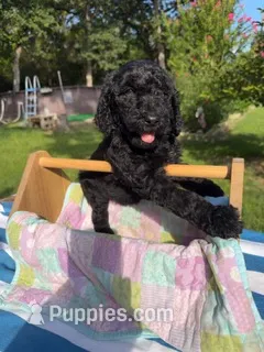 Glenda – Goldendoodle puppy for sale in Houston, TX