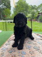 Turquoise, a female Goldendoodle for sale in Houston, TX – 2 of 3