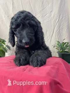 Pumpkin - Ready for Delivery or Pick-up – Goldendoodle, Poodle - Standard  puppy for sale in The Woodlands, TX