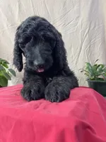 Pumpkin - Ready for Delivery or Pick-up, a male Goldendoodle and Poodle - Standard  for sale in The Woodlands, TX – 1 of 8