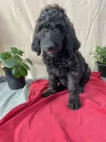 Henry - Ready for Delivery or Pick-up, a male Goldendoodle for sale in The Woodlands, TX – 2 of 9