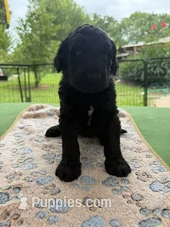 Silver – Goldendoodle puppy for sale in Houston, TX