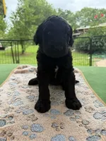 Silver, a male Goldendoodle for sale in Houston, TX – 1 of 3