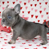 Dolly, a female French Bulldog for sale in Fort Worth, TX – Photo 3 of 3