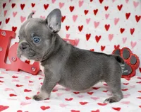 Dolly, a female French Bulldog for sale in Fort Worth, TX – Photo 3 of 3