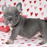 Dolly, a female French Bulldog for sale in Fort Worth, TX – Photo 2 of 3