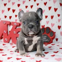 Dolly, a female French Bulldog for sale in Fort Worth, TX – Photo 1 of 3
