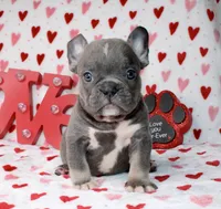 Dolly, a female French Bulldog for sale in Fort Worth, TX – Photo 1 of 3