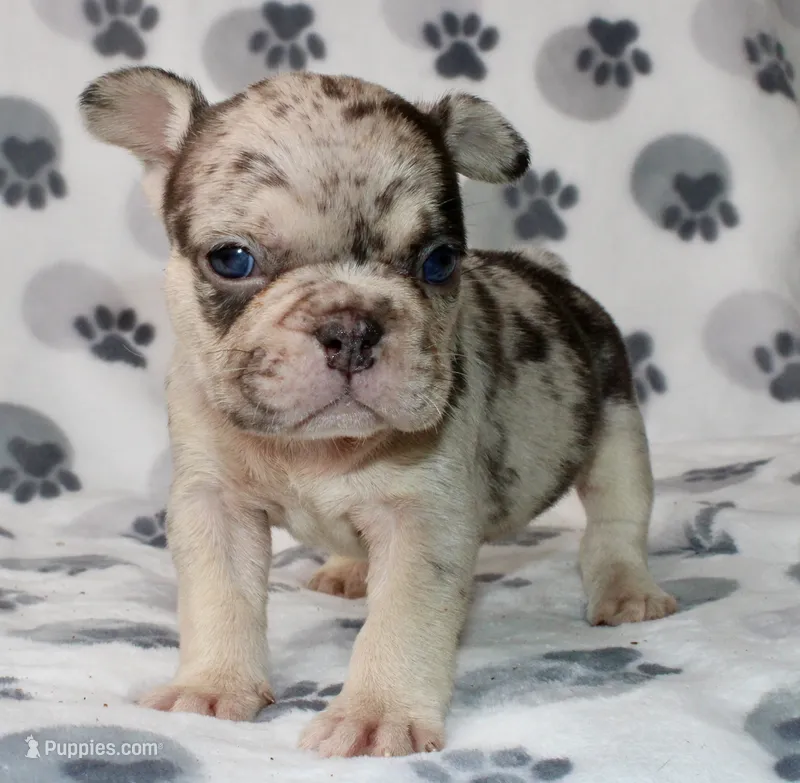 Mochi – French Bulldog puppy for sale in Fort Worth, TX