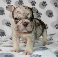 Mochi, a male French Bulldog for sale in Fort Worth, TX – 1 of 3