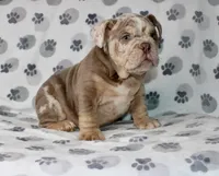 Mace, a male English Bulldog for sale in Fort Worth, TX – Photo 2 of 3
