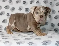 Mace, a male English Bulldog for sale in Fort Worth, TX – Photo 3 of 3