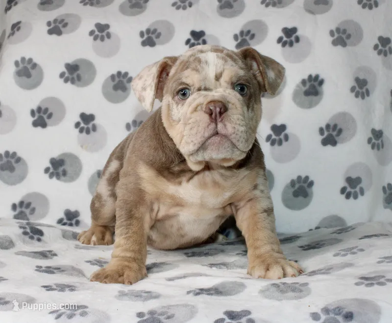 Mace – English Bulldog puppy for sale in Fort Worth, TX