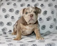 Mace, a male English Bulldog for sale in Fort Worth, TX – Photo 1 of 3