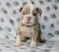 Lucy, a female English Bulldog for sale in Fort Worth, TX – 2 of 4