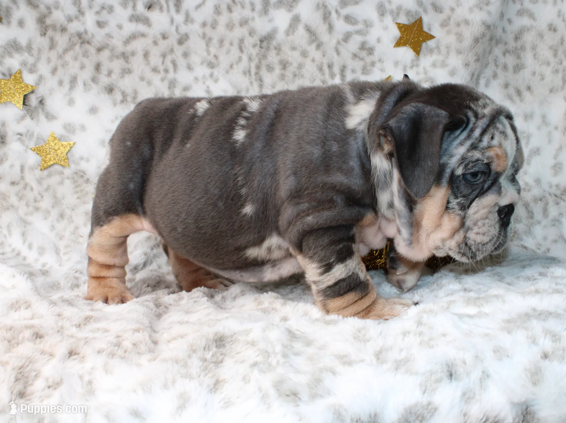 Trixie, a female English Bulldog for sale in Fort Worth, TX – Photo 2 of 5