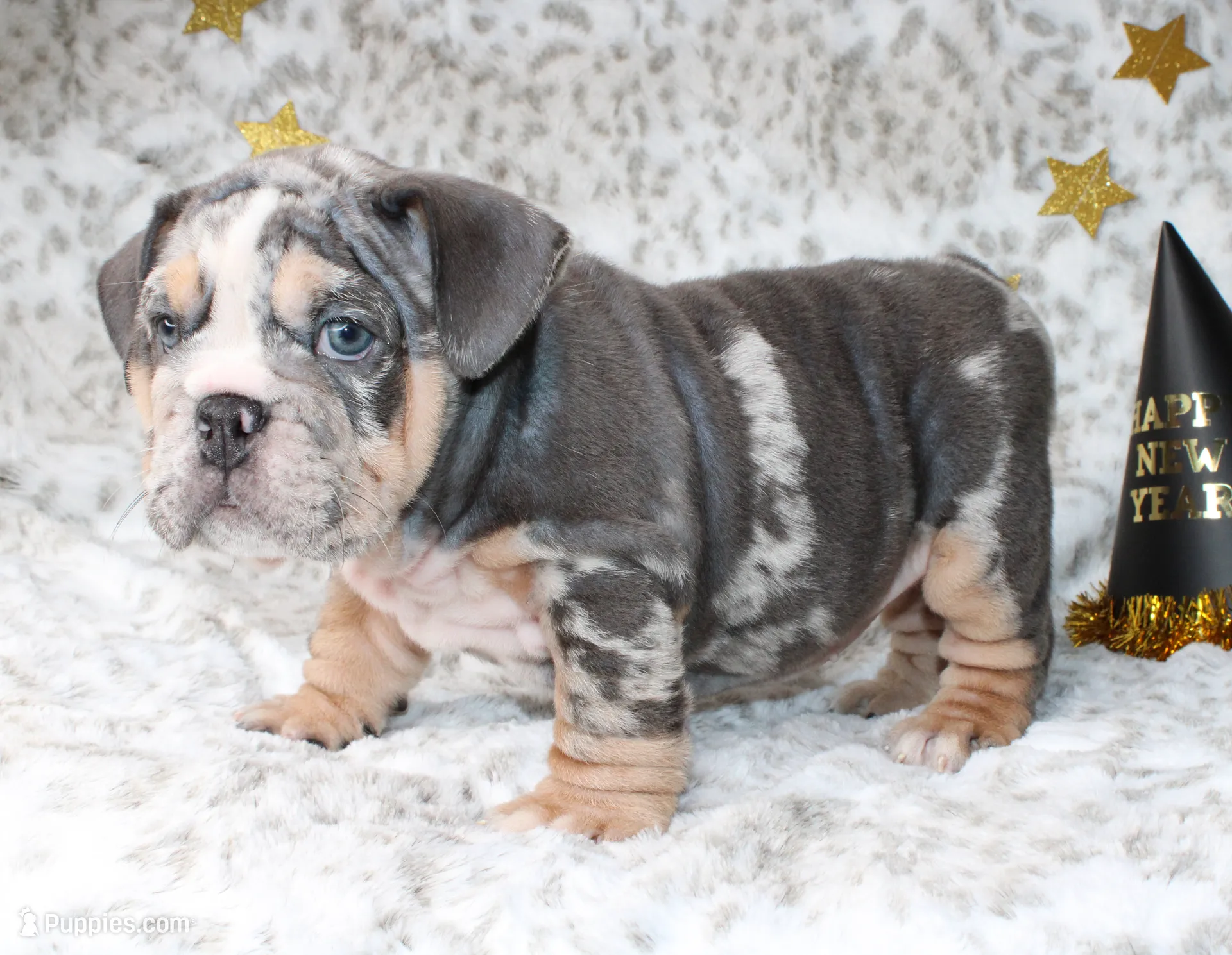 Trixie, a female English Bulldog for sale in Fort Worth, TX – Photo 4 of 5