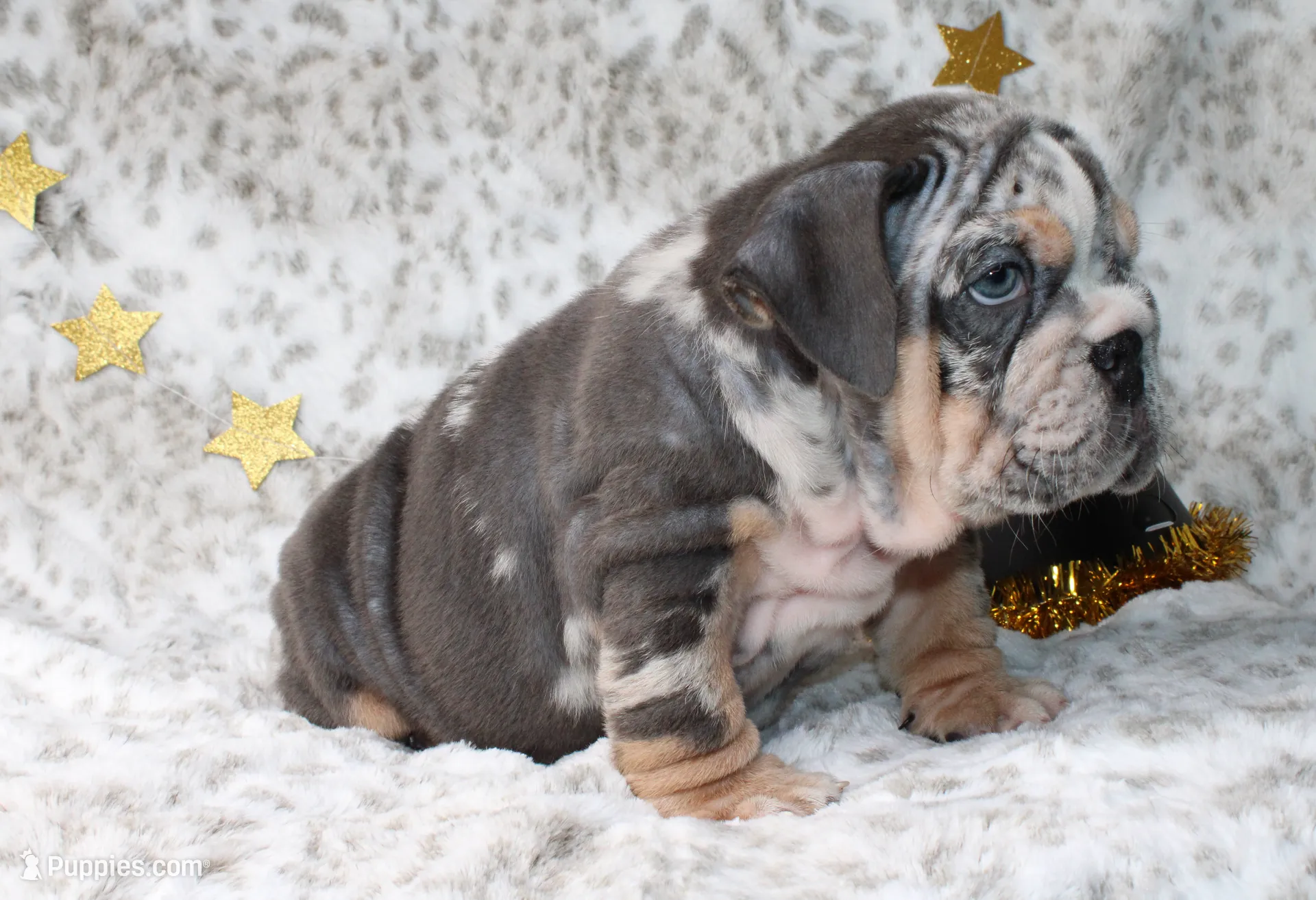 Trixie, a female English Bulldog for sale in Fort Worth, TX – Photo 3 of 5