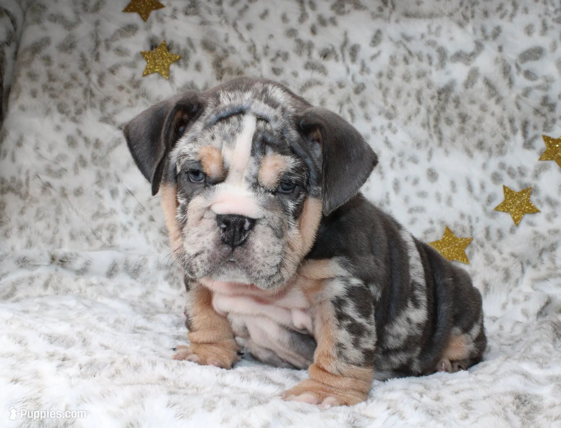 Trixie, a female English Bulldog for sale in Fort Worth, TX – Photo 5 of 5