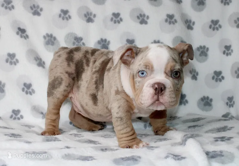 Mega  – English Bulldog puppy for sale in Fort Worth, TX