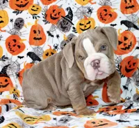 Delilah , a female English Bulldog for sale in Fort Worth, TX – 4 of 4
