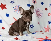 Reese, a male French Bulldog for sale in Fort Worth, TX – 4 of 4