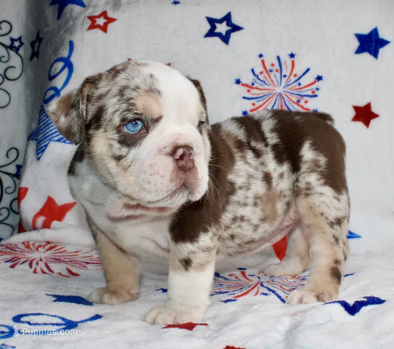 Charlie  – English Bulldog puppy for sale in Fort Worth, TX