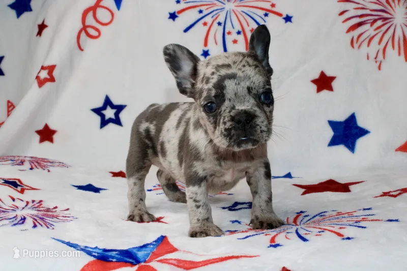 Peppa – French Bulldog puppy for sale in Fort Worth, TX