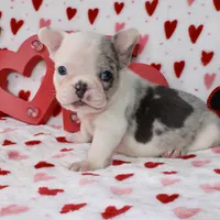 Tut, a male French Bulldog for sale in Fort Worth, TX – Photo 4 of 4