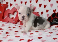 Tut, a male French Bulldog for sale in Fort Worth, TX – Photo 4 of 4