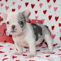 Tut, a male French Bulldog for sale in Fort Worth, TX – Photo 1 of 4