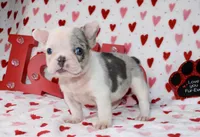 Tut, a male French Bulldog for sale in Fort Worth, TX – Photo 1 of 4