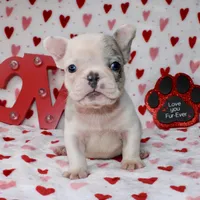 Tut, a male French Bulldog for sale in Fort Worth, TX – Photo 3 of 4
